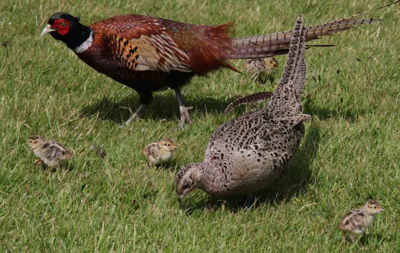 Глазчатая индейка (meleagris ocellata