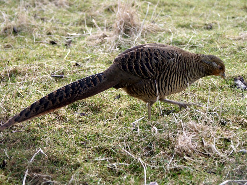Золотой фазан Chrysolophus pictus