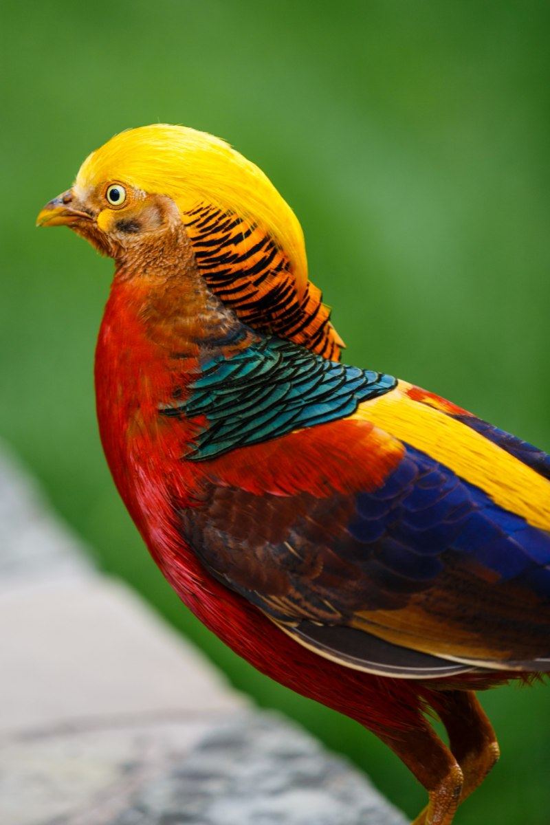 Золотой фазан Chrysolophus pictus