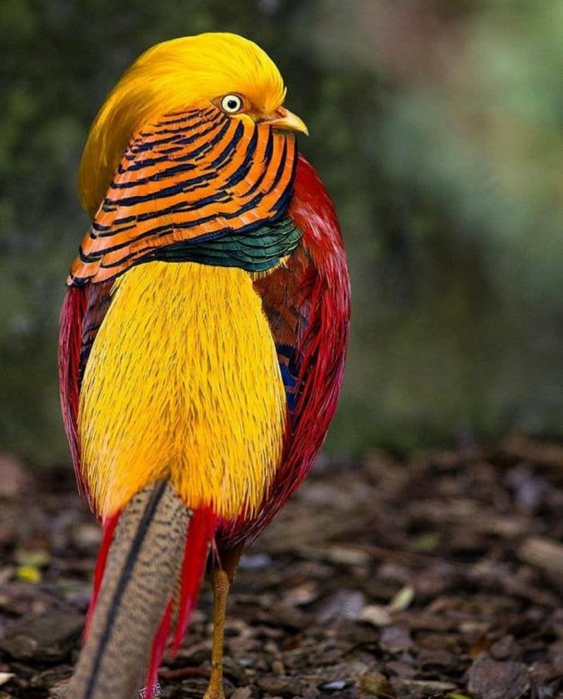 Золотой фазан Chrysolophus pictus