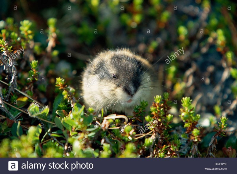 Сибирский лемминг Lemmus sibiricus