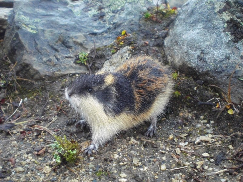 Амурский лемминг