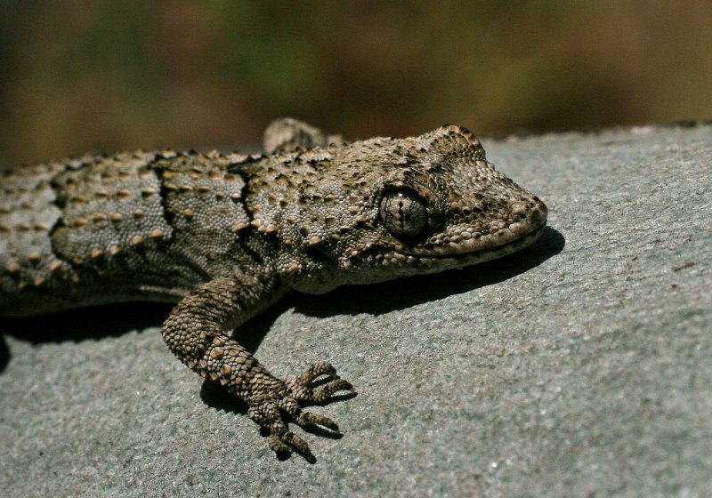 Mediodactylus kotschyi геккон