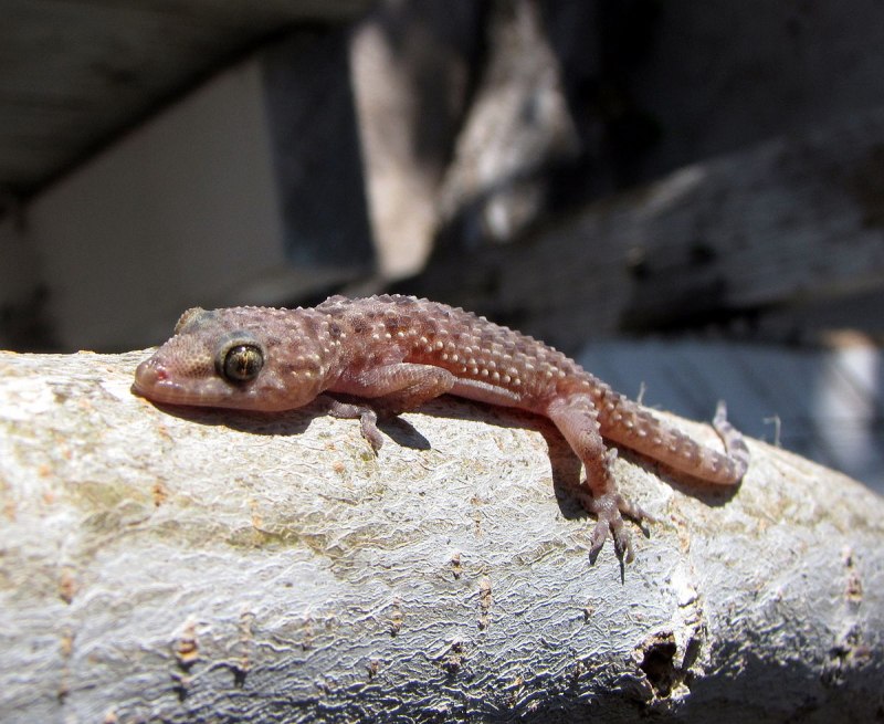 Геккон Hemidactylus turcicus