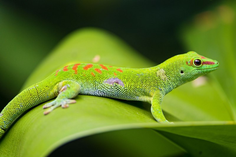 Blue Crested Gecko