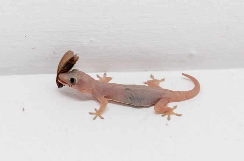Hemidactylus turcicus
