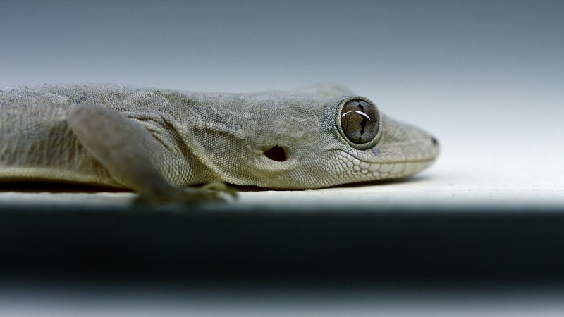Strophurus wellingtonae