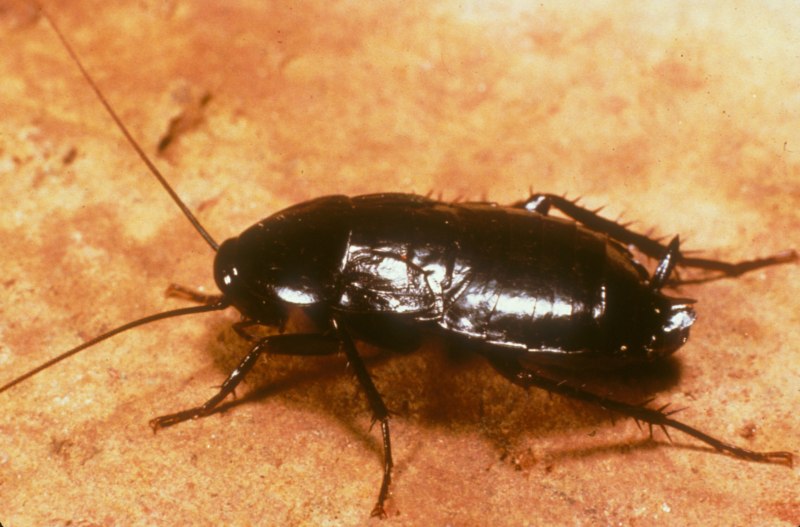 Таракан черный (Blatta orientalis)