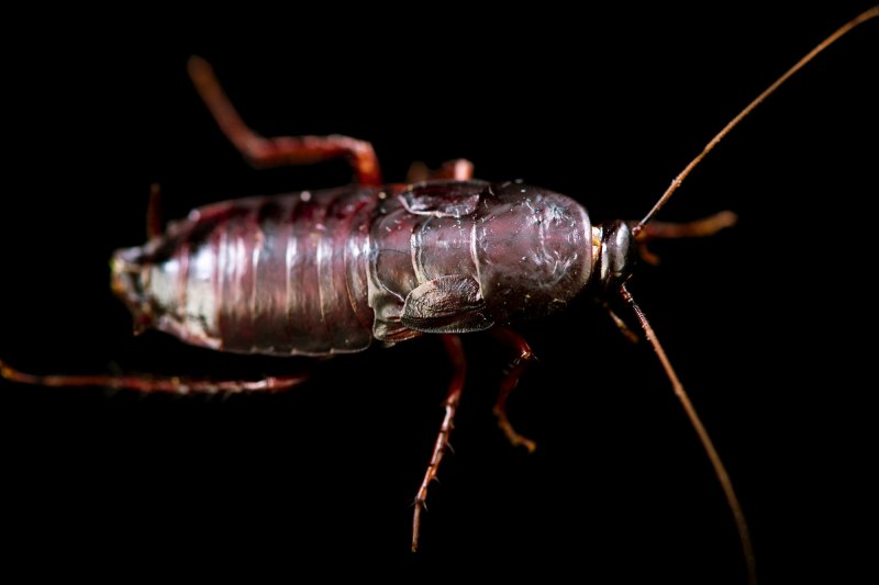Blatta orientalis таракан самка