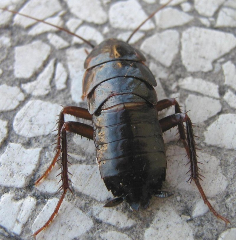 Таракан черный (Blatta orientalis)