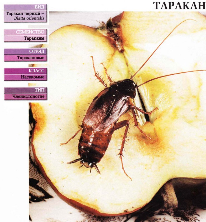 Polyzosteria limbata