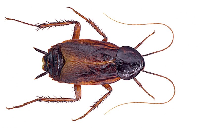 Таракан черный (Blatta orientalis)