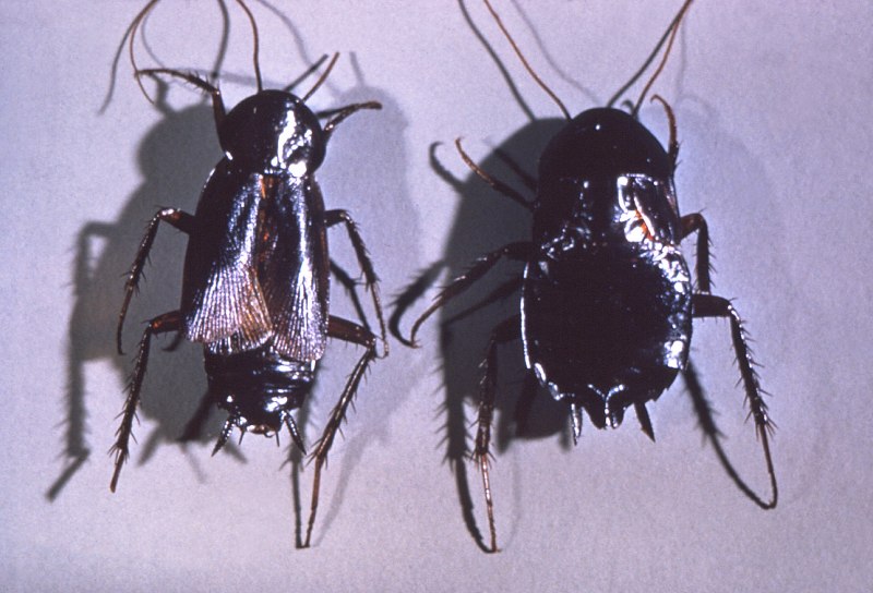 Таракан черный (Blatta orientalis)