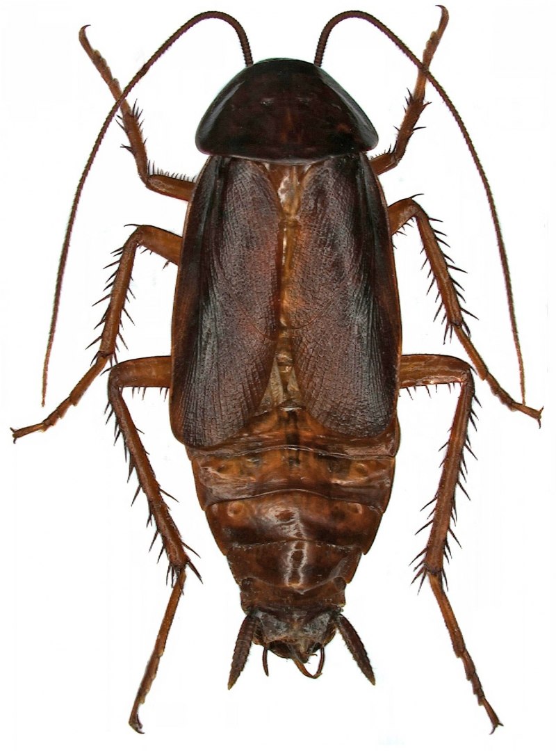 Таракан черный (Blatta orientalis)