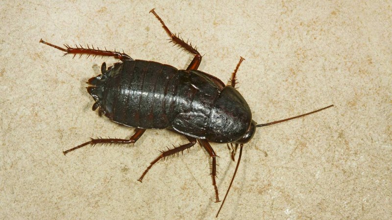 Черный Восточный таракан (Blatta orientalis)