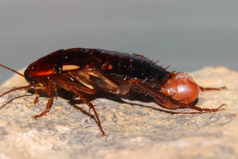 Blatta orientalis l. колонии