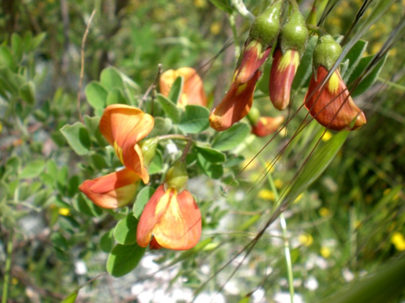 Amycolatopsis orientalis