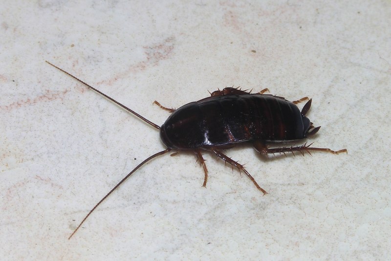 Blitopertha orientalis