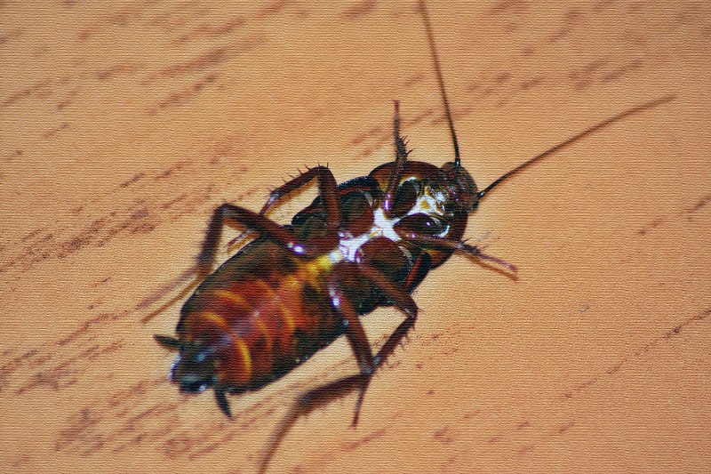 Blatta orientalis таракан самка