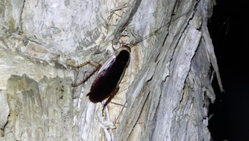 Blatta orientalis таракан самка