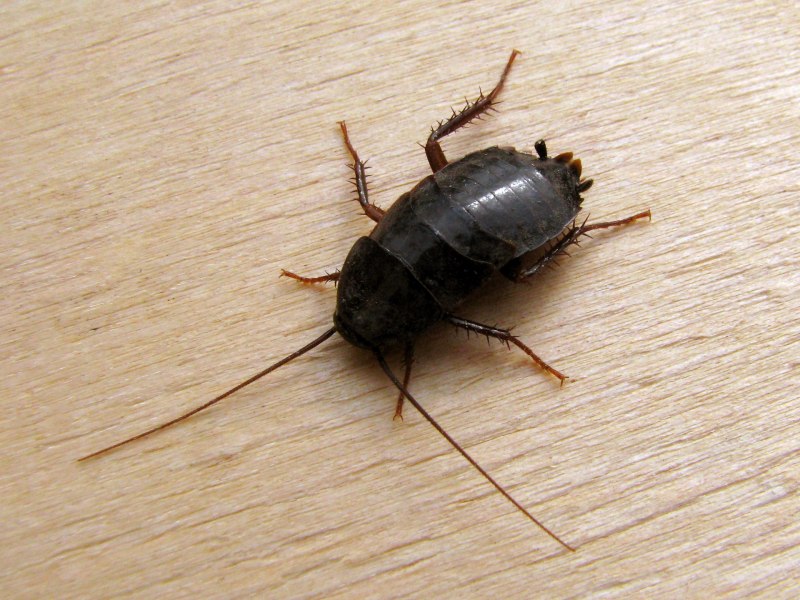 Limaria orientalis