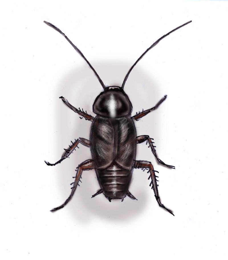 Blatta orientalis таракан самка