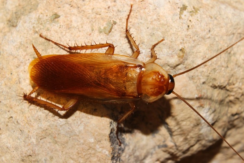 Blatta orientalis таракан