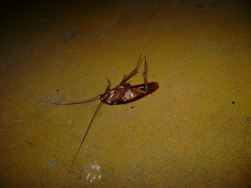 Limaria orientalis