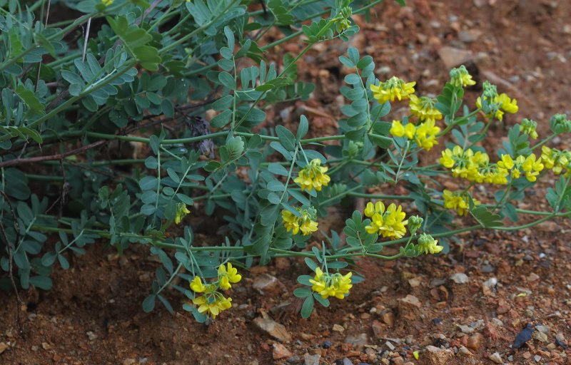 Bruchela orientalis
