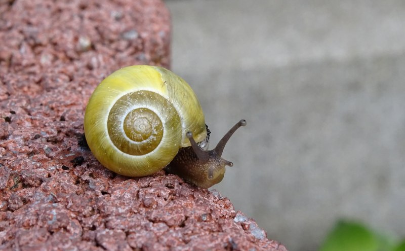 Улитка Priotrohatella stellata