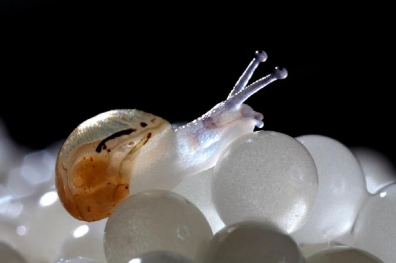 Улитка Priotrohatella stellata