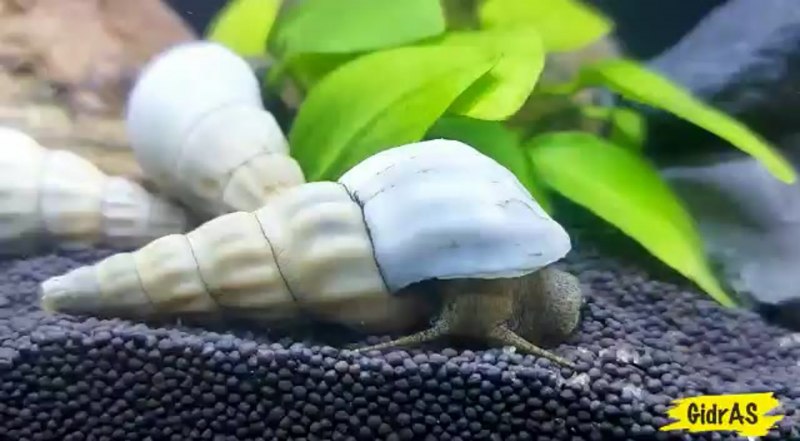 Улитка Геркулес аквариумная белая