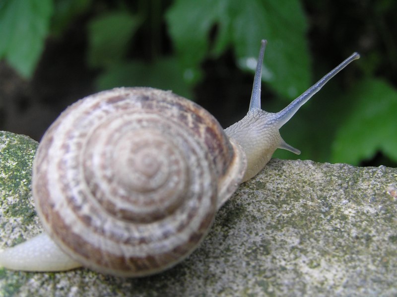 Улитка Priotrohatella stellata