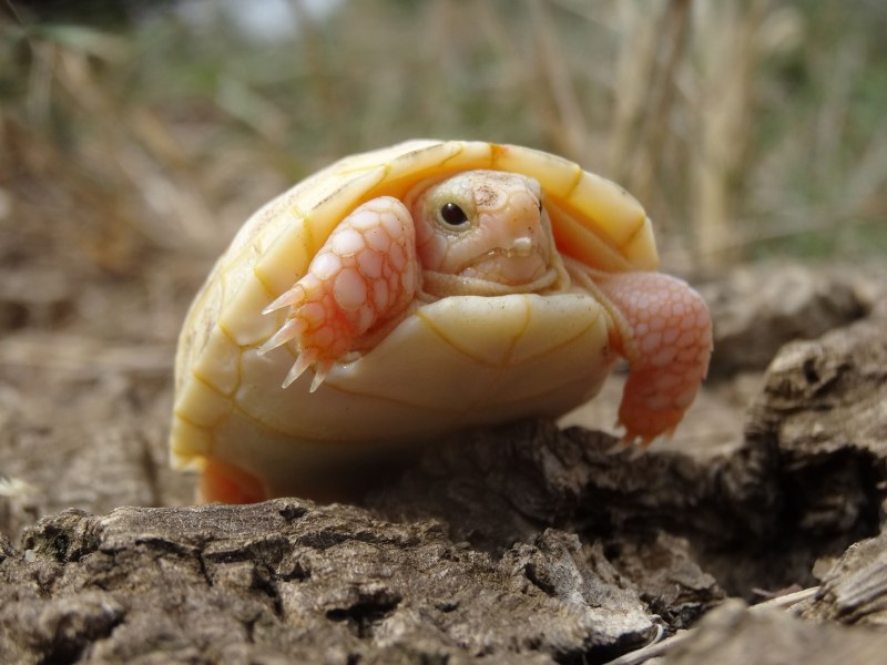 Zospeum tholussum