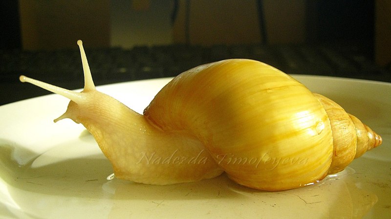 Ахатина гигантская улитка