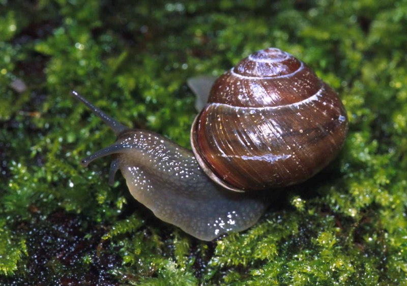 Садовая, улитка (Helix pomatia).
