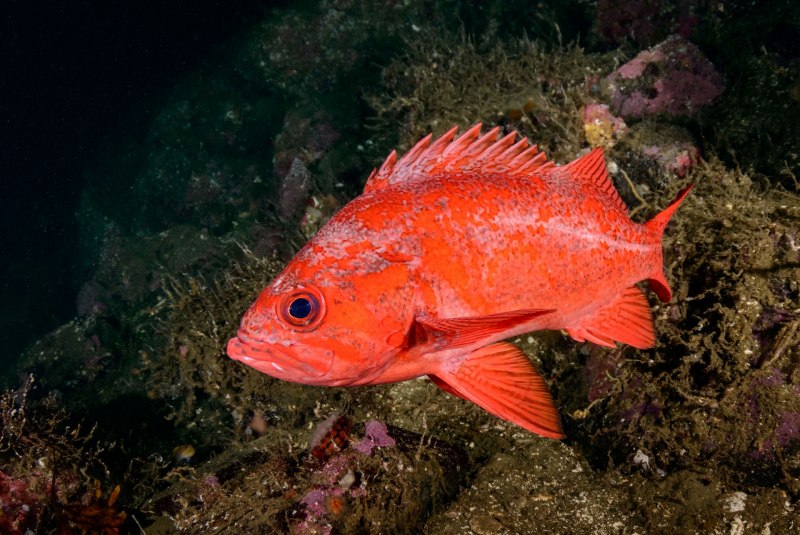 Морской окунь Sebastes Marinus