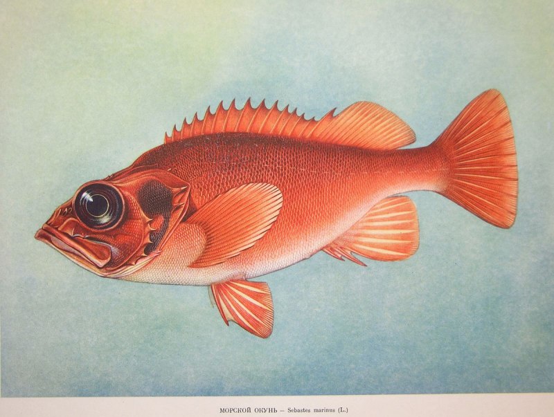 Sebastes aleutianus