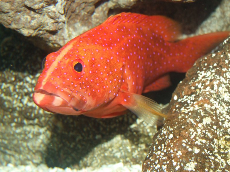 Алеутский морской окунь Sebastes aleutianus