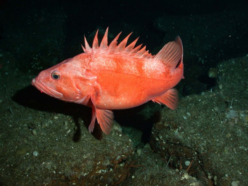 Красноперый окунь морской