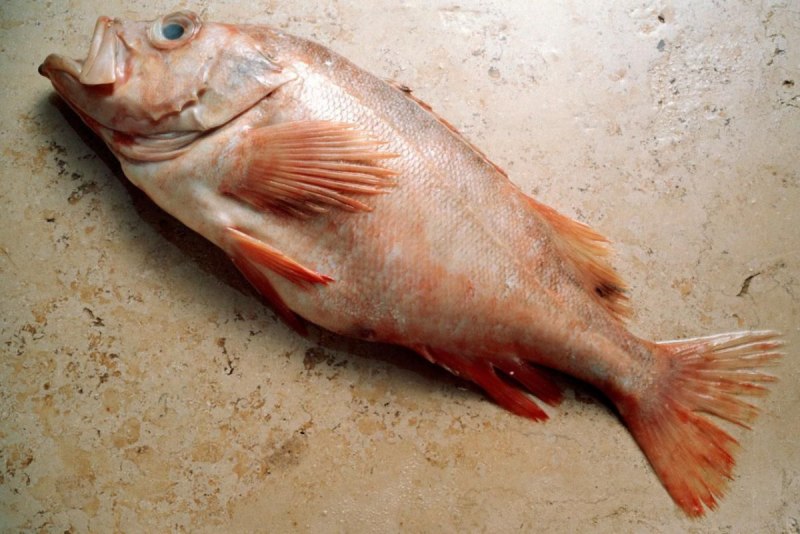 Окунь морской красный