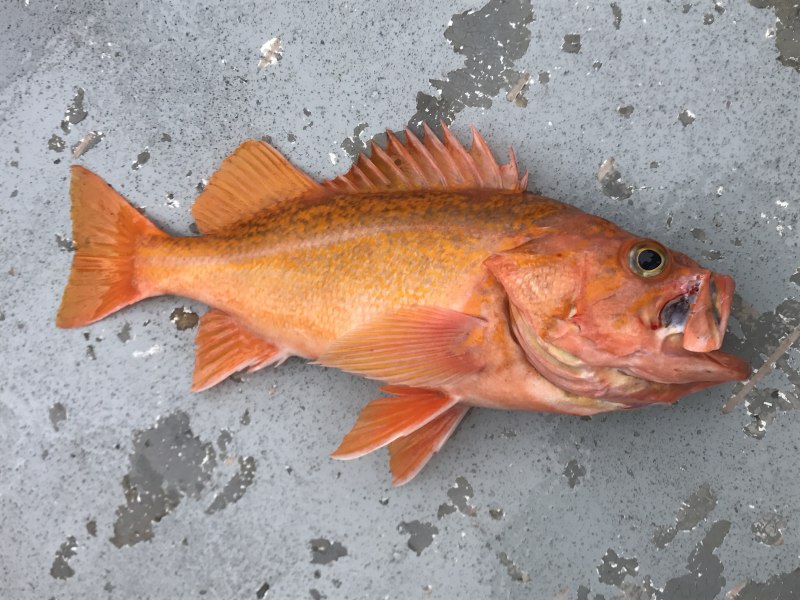 Морской окунь Sebastes Marinus
