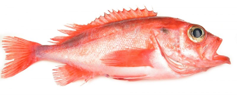 Red Snapper рыба
