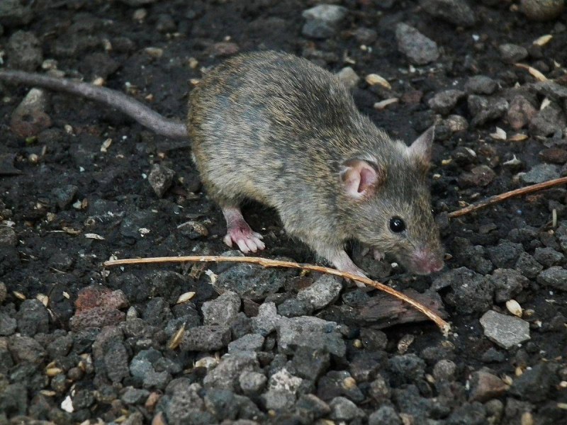 Серая крыса (Rattus norvegicus berkenhout, 1769)