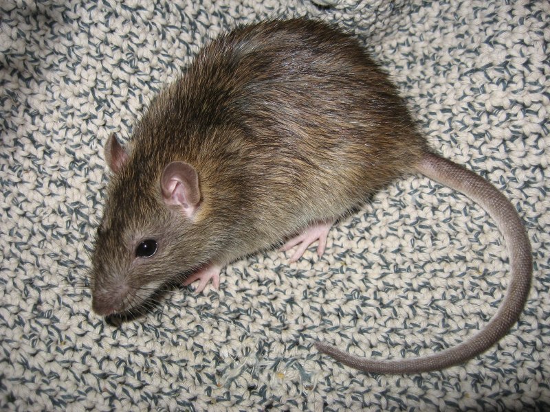 Серая крыса (Пасюк) - Rattus norvegicus.
