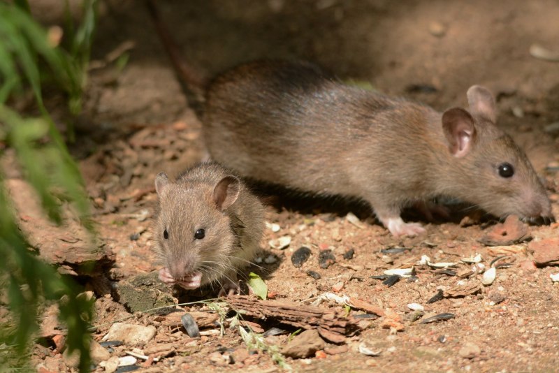 Серая крыса (Rattus norvegicus berkenhout, 1769)