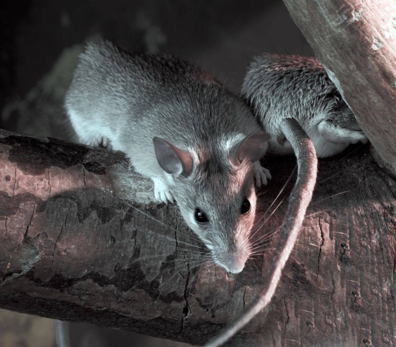 Rattus Rattus чёрная крыса