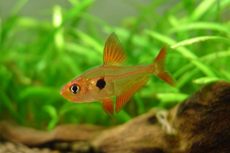 Hyphessobrycon erythrostigma