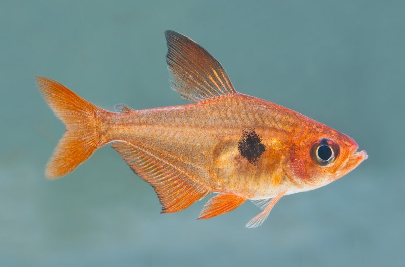 Hyphessobrycon красный Фантом