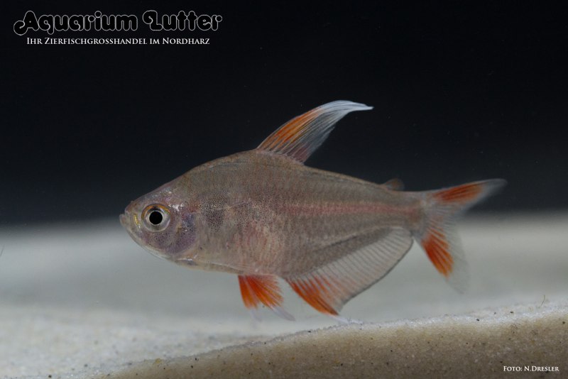 Черный Фантом (Megalamphodus megalopterus)